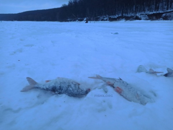 Поймать плотву в глухозимье