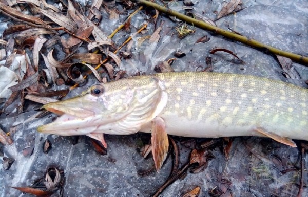 
				Рыбалка по "рыжей воде": время, когда река оживает			