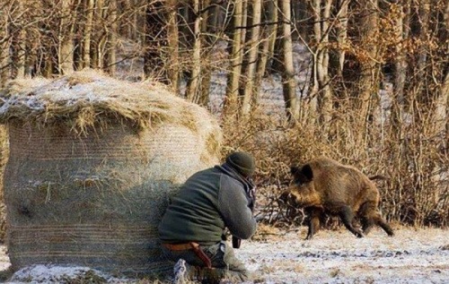 Особенности зимней охоты на кабана