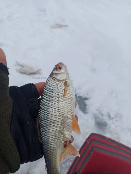 Поймать плотву в глухозимье