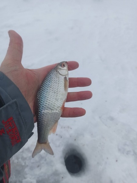 Поймать плотву в глухозимье