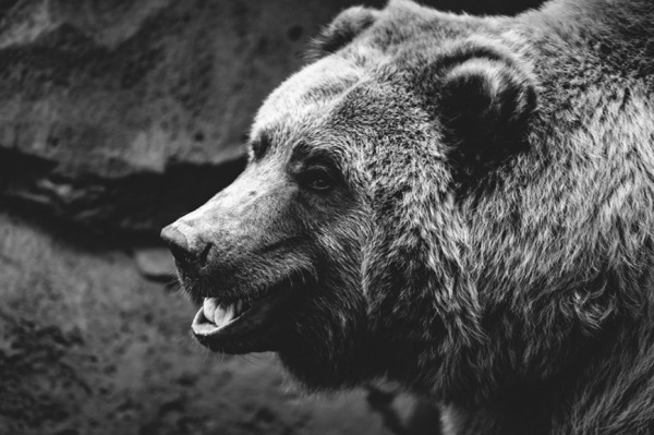 Прикапывал трупы. На Сахалине медведь последовательно убивает людей