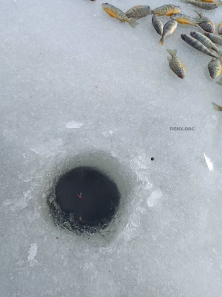 Пестрые солнечные окуни на небольшой реке