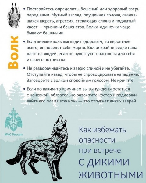 Памятки поведения при встрече с диким зверем (инфографика)
