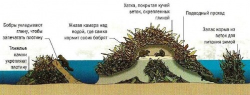Бобры - трудолюбивые речные инженеры