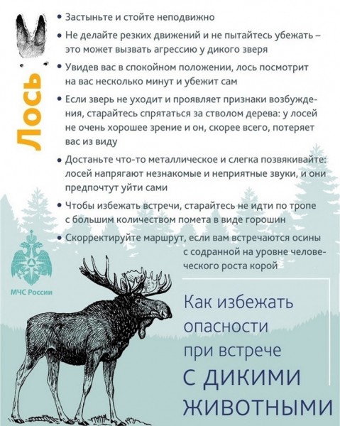 Памятки поведения при встрече с диким зверем (инфографика)
