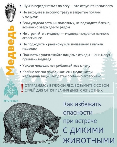 Памятки поведения при встрече с диким зверем (инфографика)