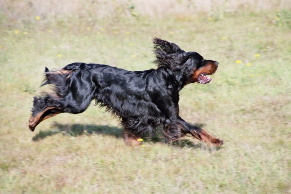 shotlandskij-setter-chast-pervaja-fe7f357