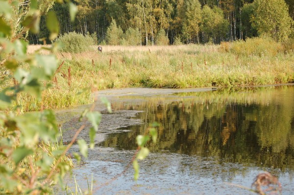 Летняя ловля в окнах растений