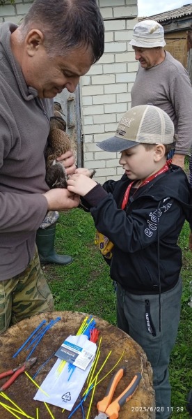 Миссия «Кряква». Более тысячи молодых уток выпустят в дикую природу